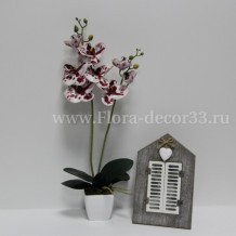Орхидея латекс